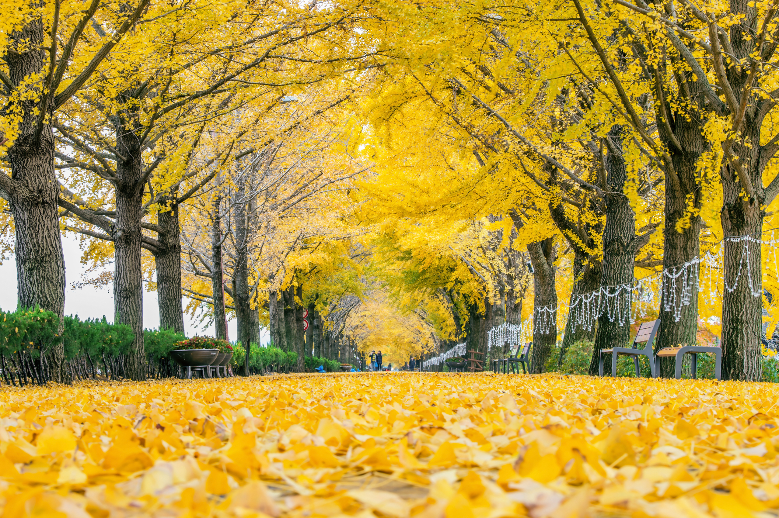 Đường bạch quả ở Asan, Chungcheong Nam, Nam Hàn. (Ảnh: Shutterstock)