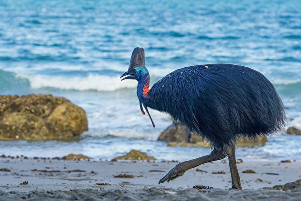 Loài chim nguy hiểm nhất thế giới xuất hiện ở bờ biển Úc