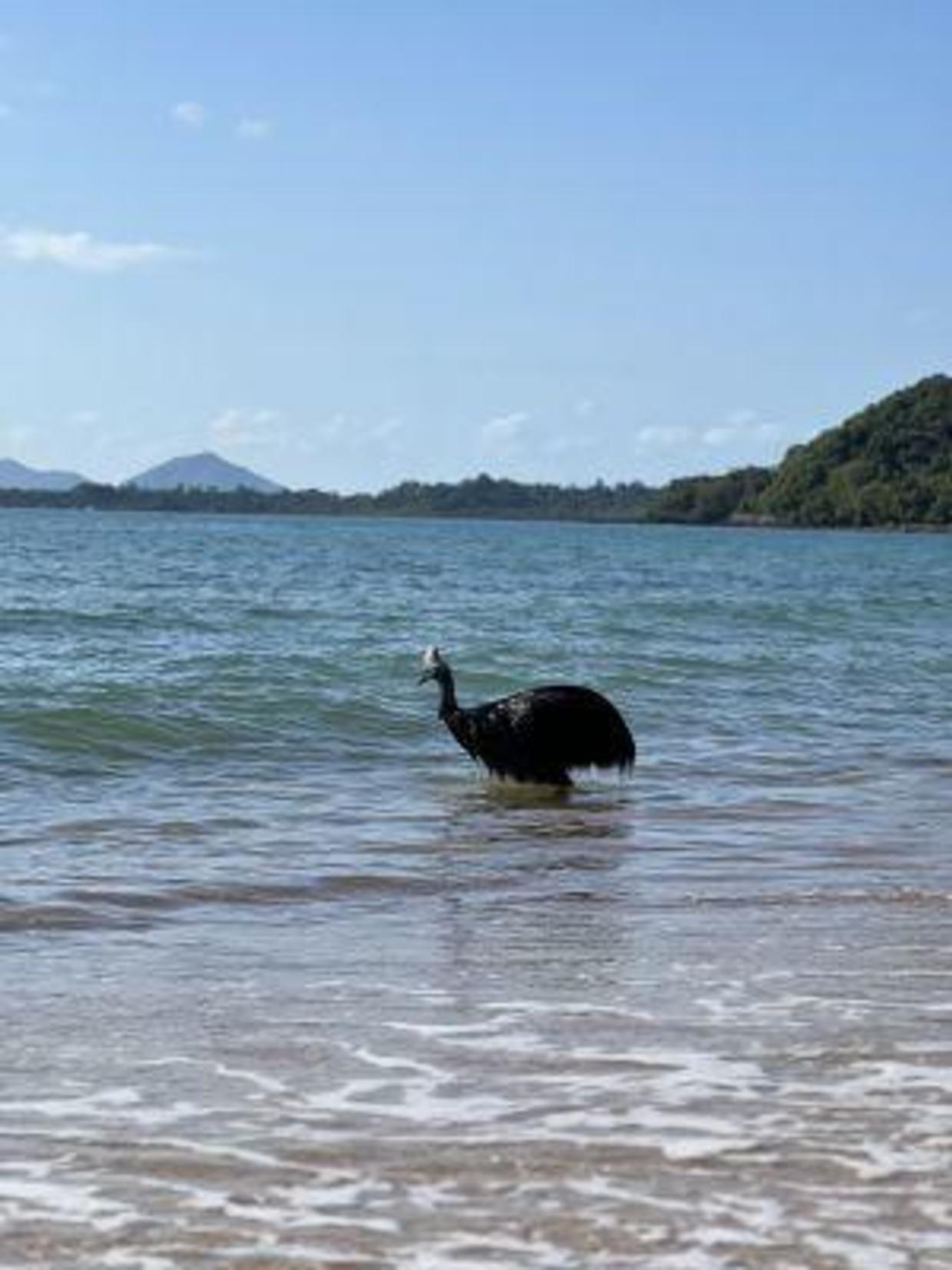 Con đà điểu đầu mào xuất hiện ở Vịnh Bingil. (Ảnh: Sở Khoa học và Môi trường ở Queensland)