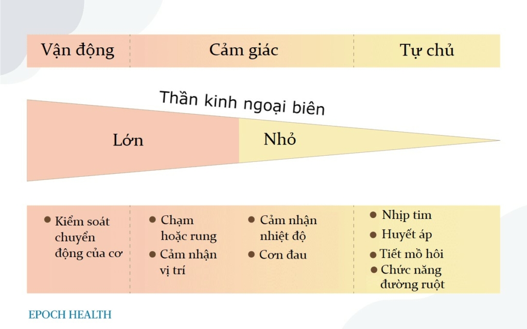 Bệnh thần kinh sợi nhỏ không điển hình sau chích vaccine COVID-19, có thể chưa được chẩn đoán