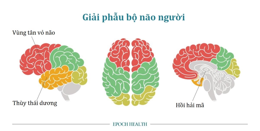 Giấc ngủ sâu 'Sóng Chậm': Chìa khóa tối ưu trí nhớ và sức khỏe cho bộ não