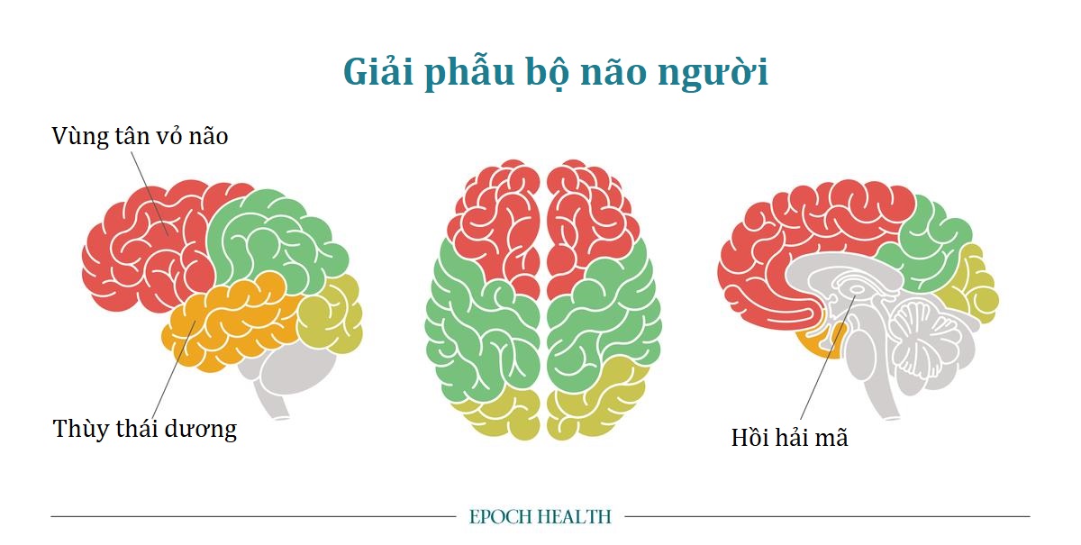 Giấc ngủ sâu ‘Sóng Chậm’: Chìa khóa tối ưu trí nhớ và sức khỏe cho bộ óc