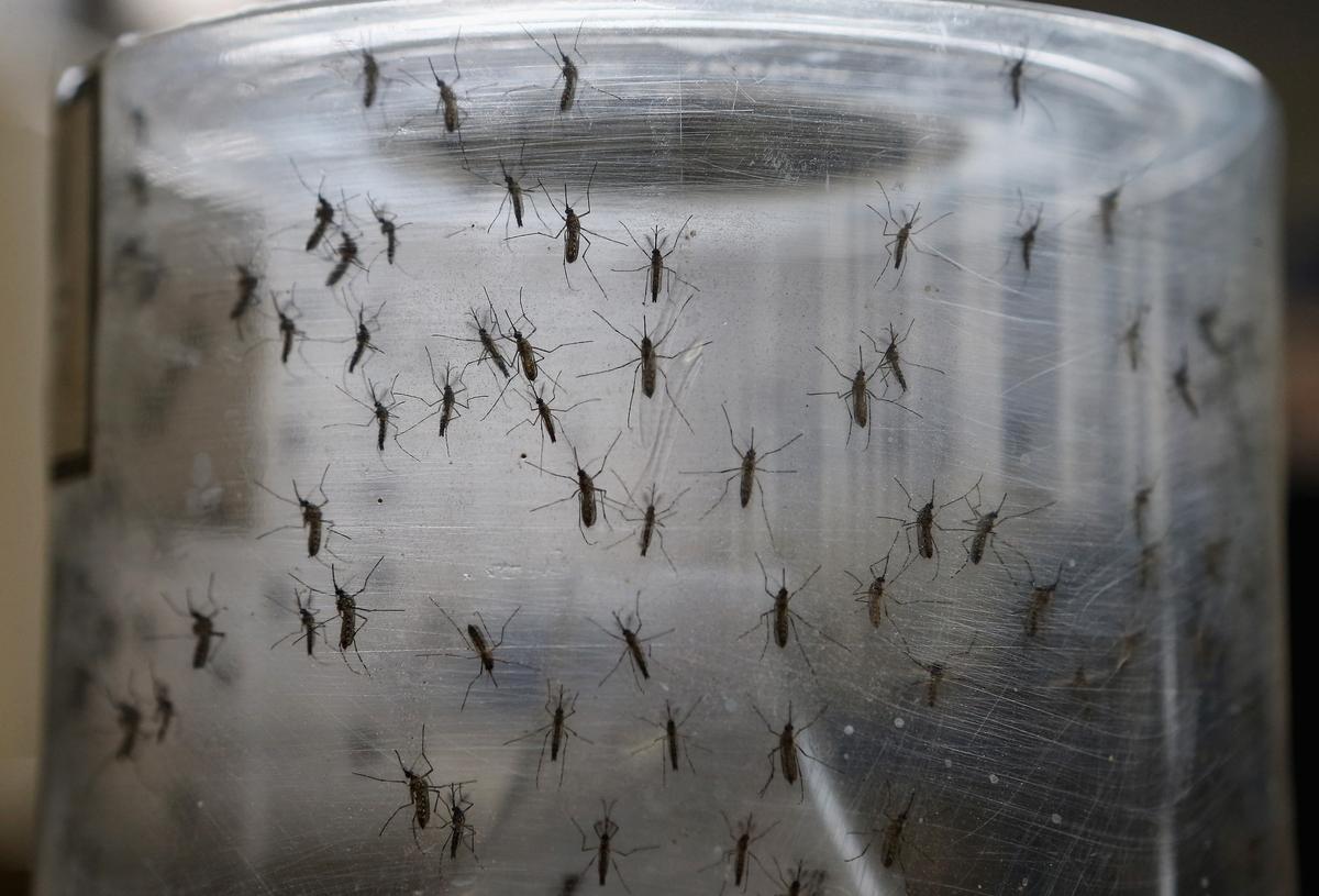 Các cá thể muỗi trong một bức ảnh hồ sơ. (Ảnh: Mario Tama/Getty Images)