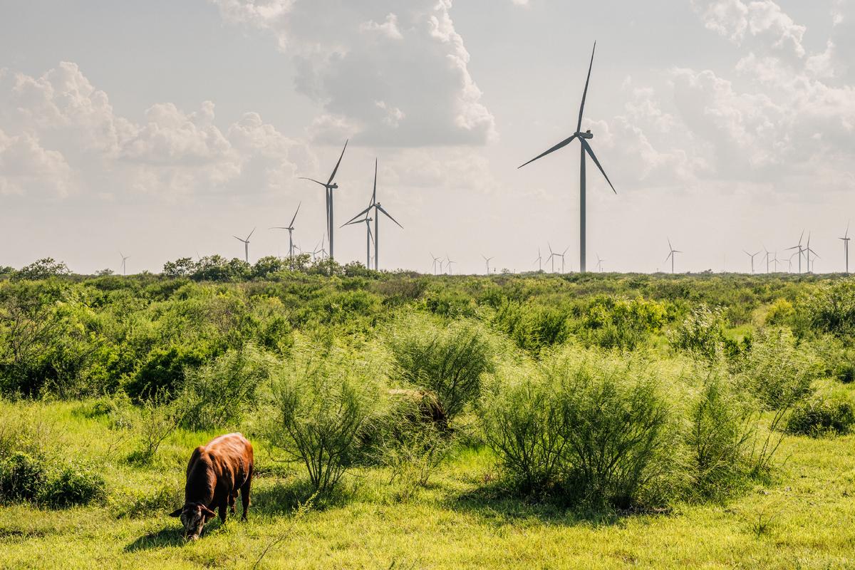 Tuabin gió ở Papalote, Texas, vào ngày 15/06/2021. Hội đồng Ổn định Điện lực Texas (ERCOT), cơ quan kiểm soát khoảng 90% điện năng ở Texas, đã yêu cầu người dân tiết kiệm điện khi nhiệt độ tăng cao ở tiểu bang này. (Ảnh: Brandon Bell/Getty Images)