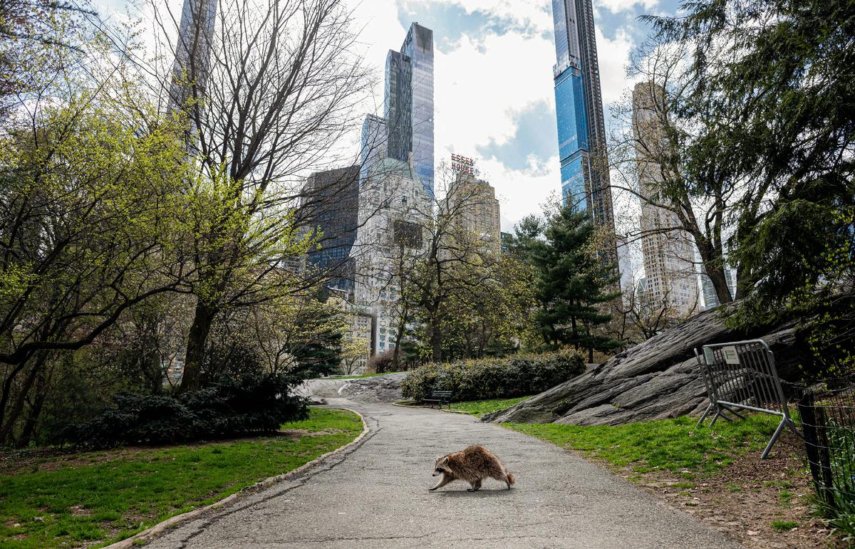 Một con gấu mèo đi lang thang trong Công viên Trung tâm gần như vắng vẻ ở Manhattan, thành phố New York vào ngày 16/04/2020. (Ảnh: Johannes Eisele/AFP qua Getty Images)