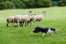 Một chú chó chăn cừu trong Cuộc chạy đua Chó Chăn cừu Quốc Gia ở York, Anh quốc, vào ngày 06/08/2016. (Ảnh: Ian Forsyth/Getty Images)
