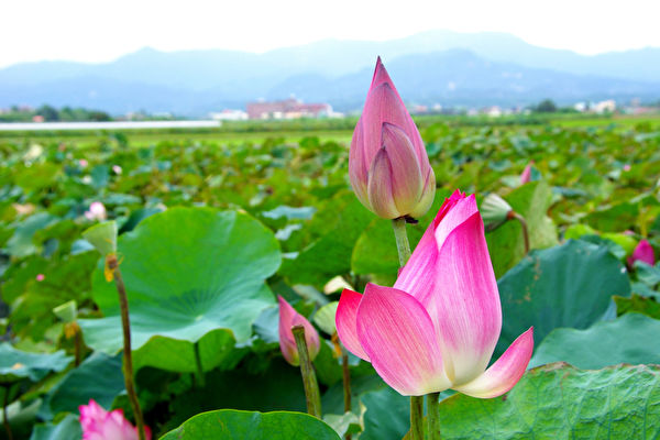 Câu chuyện Trung y: Quà tặng Ngày của Cha