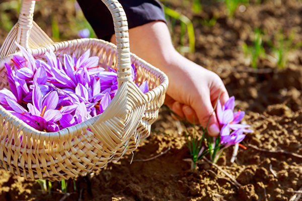 Người dân thu hái những bông hoa nghệ tây trong ruộng hoa. (Ảnh: Shutterstock)