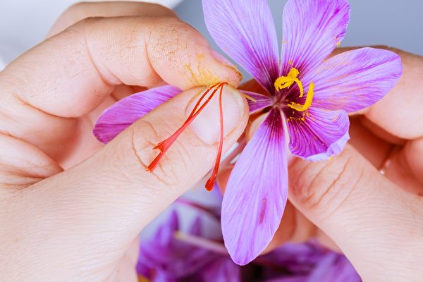 Ba nhụy màu đỏ được lấy ra từ những bông hoa. (Ảnh: Shutterstock)
