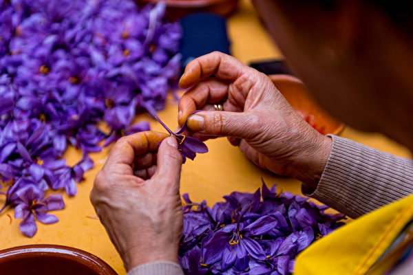 Người ta phải cẩn thận từng chút, tách cánh hoa nghệ tây để lấy nhụy hoa. (Ảnh: Shutterstock)