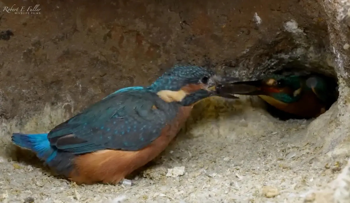 Chim bói cá bố dùng thức ăn để khuyến khích chú chim con cuối cùng bay ra ngoài. (Ảnh: Robert E. Fuller)