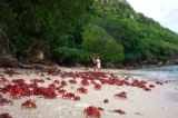 Những chú cua đỏ trên Đảo Giáng Sinh, Úc. (Ảnh: Parks Australia)