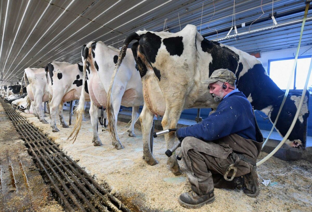 Nhân viên trang trại Tollgate Dave Schillawski vắt sữa bò tại trang trại Tollgate ở Ancramdale, New York, vào ngày 17/01/2020. (Ảnh: Angela Weiss/AFP qua Getty Images)