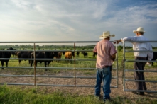 Các chủ trang trại chăn nuôi bò kiểm tra đàn gia súc của họ ở Quemado, Texas, hôm 13/06/2023. (Ảnh: Brandon Bell/Getty Images)