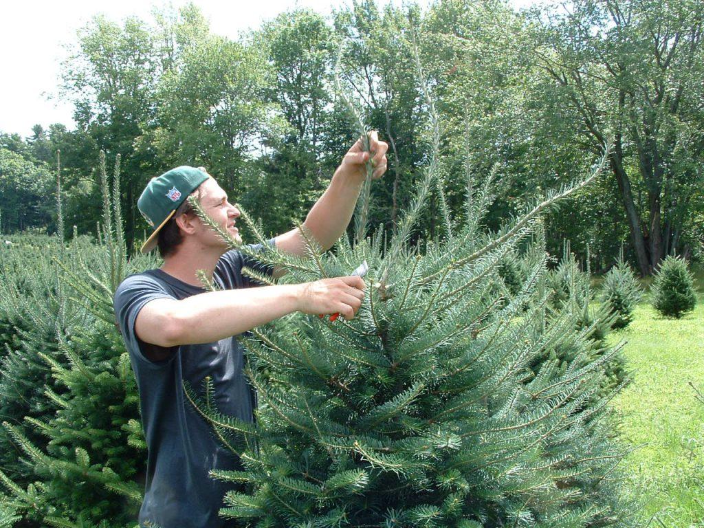 Một người đàn ông cắt tỉa cây trước mùa Giáng Sinh tại một trang trại cây ở Maine. (Ảnh: Được đăng dưới sự cho phép của Hiệp hội Cây Giáng Sinh Maine)