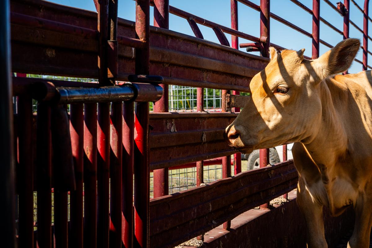 Gia súc được lùa lên xe tải để chuẩn bị cho cuộc đấu giá gia súc, ở Quemado, Texas, hôm 28/06/2023. Các chủ trang trại và nông dân đã bắt đầu tiêu hủy đàn gia súc của họ vì hạn hán và chi phí cao trong khu vực, với lo ngại giá thịt bò cả nước có thể sẽ tăng cao. (Ảnh: Brandon Bell/Getty Images)