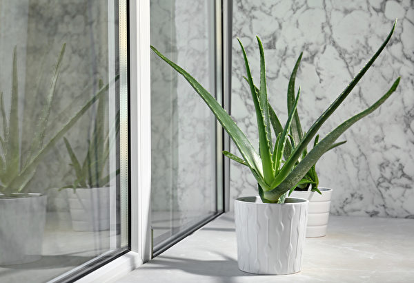 Cây nha đam (Aloe vera) có sức sống rất mạnh mẽ. Chất dịch sền sệt trong lá của nó có tác dụng làm mát, có thể bôi lên vết thương bị bỏng, làm dịu vết bỏng. (Ảnh: Shutterstock)
