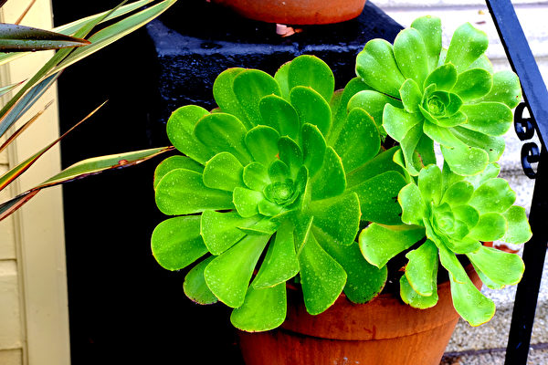 Cây sen đá (Aeonium) có hình dáng cao nhã xinh đẹp, lá xếp lại với nhau từng lớp từng lớp giống như bông hoa sen, thích hợp đặt ở trên bệ cửa sổ, tạo nên cảnh đẹp ý vui. (Ảnh: Shutterstock)