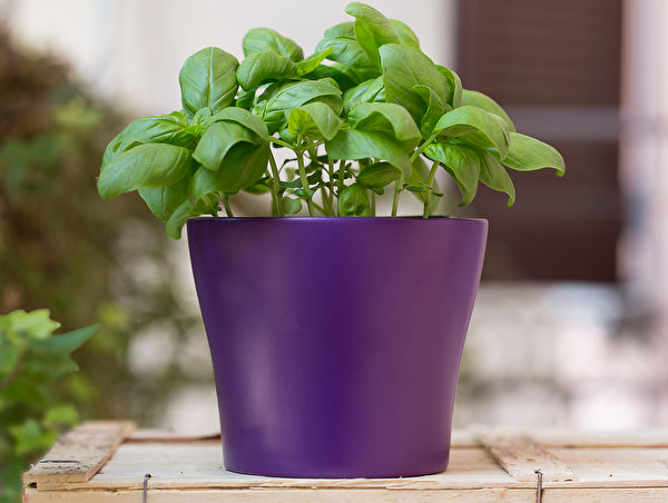 Cây húng tây (Ocimum basilicum) thích hợp làm gia vị nêm vào thức ăn, cũng là một trong những loại cây gia vị dễ trồng trong nhà bếp. (Ảnh: Shutterstock)