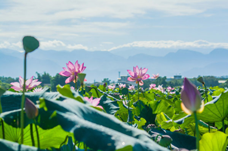 Câu chuyện Trung y: ​​Mê mờ trong cõi hồng trần