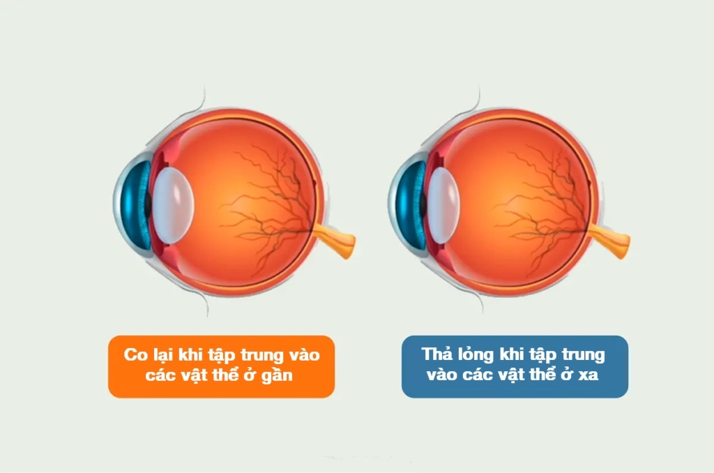Giữ gìn thị lực: Các liệu pháp cổ xưa giúp cải thiện chứng lão thị, cận thị và khô mắt
