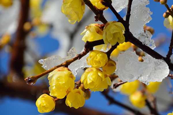 Hương thơm của cây lạp mai nồng đượm hơn vào tiết Tiểu hàn, hoa nở rộ chào đón năm mới. (Ảnh: Shutterstock)