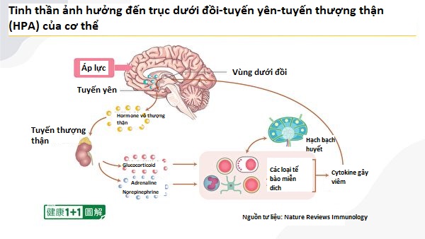 Nhìn thấu ‘Thuyết tiến hóa’ (Chương 4): Thuyết tiến hóa không động chạm đến thế giới tinh thần (P.2)