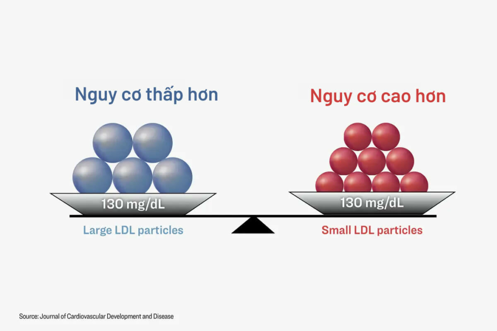 Các hạt LDL nhỏ, dày đặc có nguy cơ cao hơn các hạt lớn và trôi nổi. (Ảnh: The Epoch Times, Shutterstock)