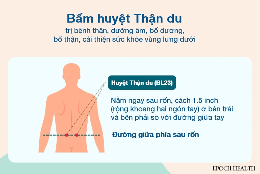 Hướng dẫn chăm sóc thận toàn diện: 4 phương pháp dưỡng thận cổ xưa