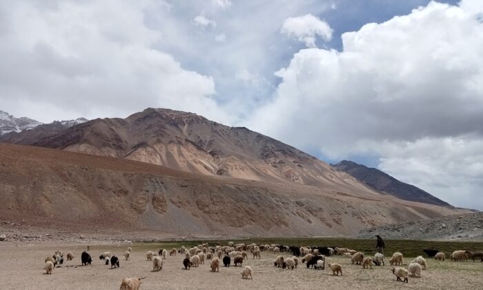 Một đàn dê pashmina đang gặm cỏ trong một thung lũng ở Changthang, phía đông Ladakh, vào ngày 22/06/2021. (Ảnh: Venus Upadhayaya/Epoch Times)