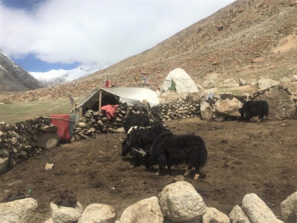 Một chuồng bò Tây Tạng cùng với những chiếc lều của một gia đình du mục Changpa ở Changthang, trên đường đến Hồ Pangong Tso, ở Ladakh, Ấn Độ, vào ngày 22/06/2021. (Ảnh: Venus Upadhayaya/Epoch Times)