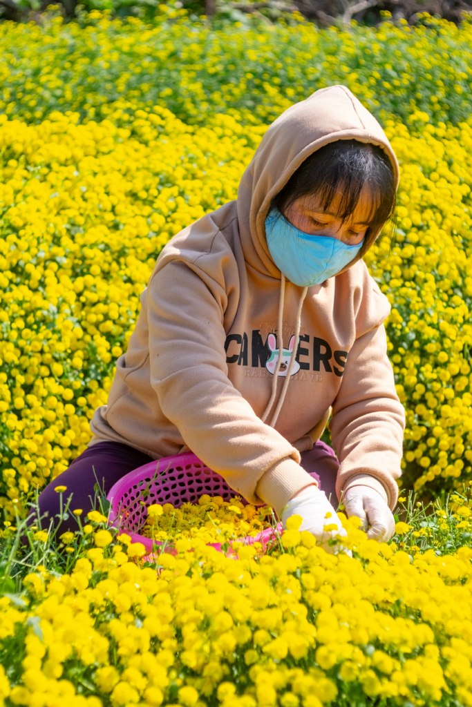 Hoa cúc chi - Trà vàng tiến vua