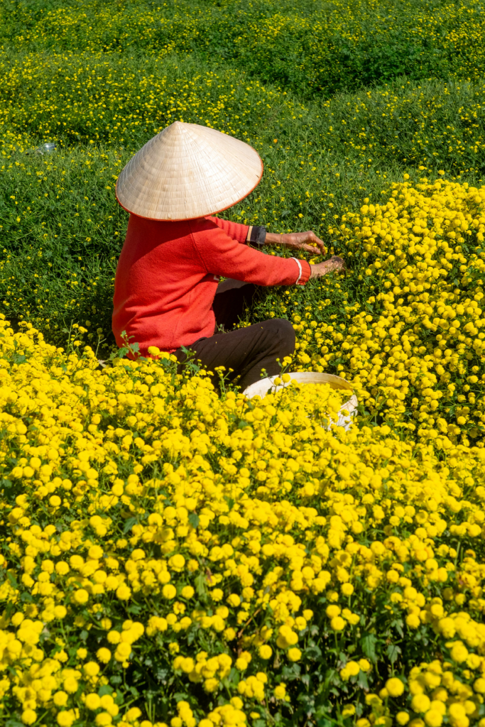 Hoa cúc chi - Trà vàng tiến vua