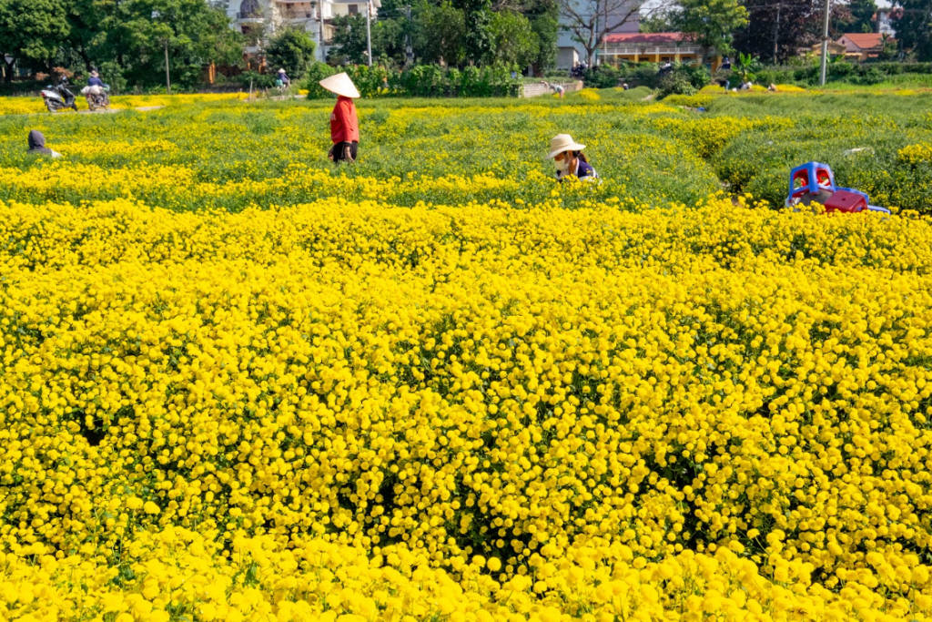 Hoa cúc chi - Trà vàng tiến vua