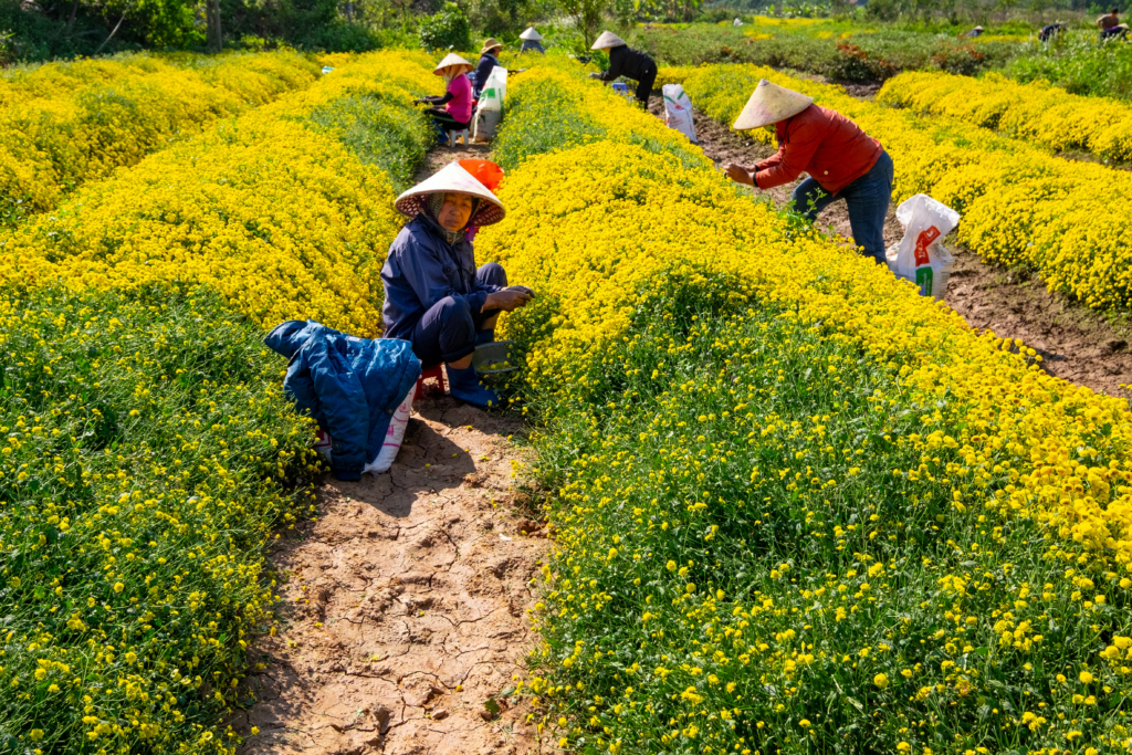 Hoa cúc chi - Trà vàng tiến vua