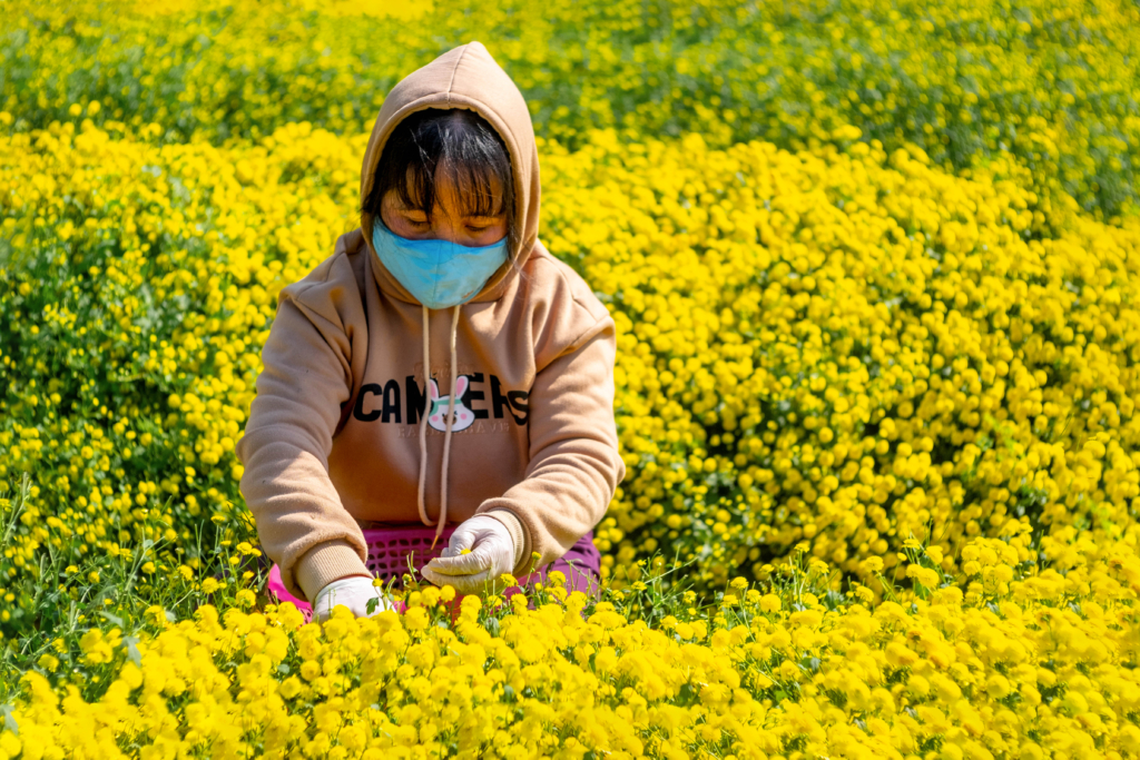 Hoa cúc chi - Trà vàng tiến vua