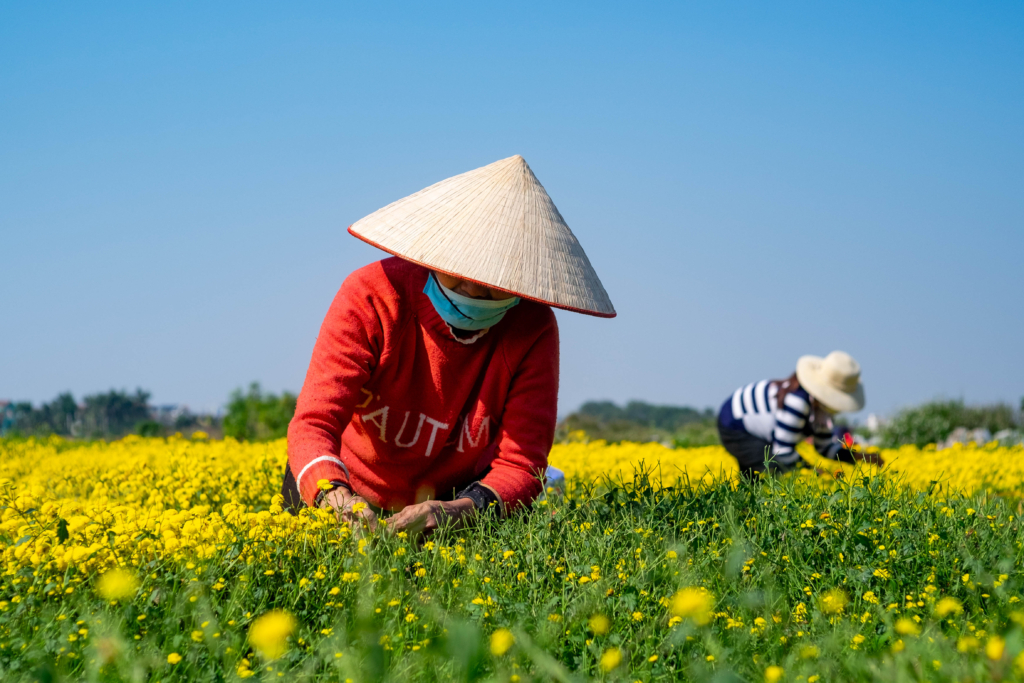 Hoa cúc chi - Trà vàng tiến vua