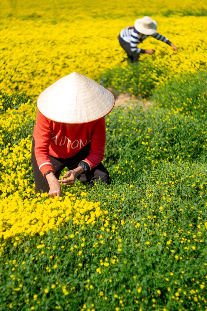 Hoa cúc chi - Trà vàng tiến vua