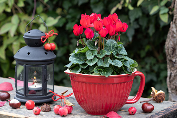 Cây hoa Anh thảo rực rỡ xinh đẹp. (Ảnh: Shutterstock)