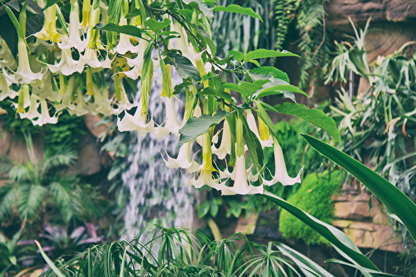 Hoa Loa kèn lớn (Brugmansia). (Ảnh: Shutterstock)