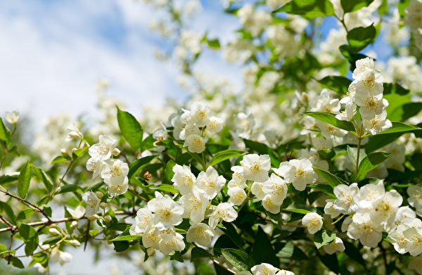 Hoa Nhài (Jasmine). (Ảnh: Shutterstock)