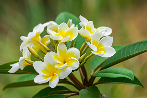 Hoa Sứ (Plumeria). (Ảnh: Shutterstock)