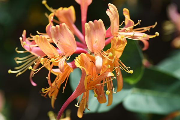 Hoa Kim ngân (Honeysuckle). (Ảnh: Shutterstock)