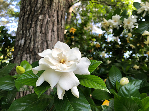 Hoa Sơn chi (Gardenia). (Ảnh: Shutterstock)