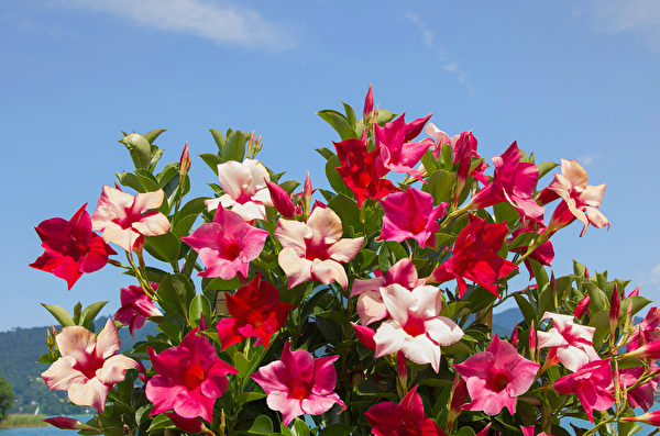 Cây hoa Hồng anh leo (Mandevilla). (Ảnh: Shutterstock)