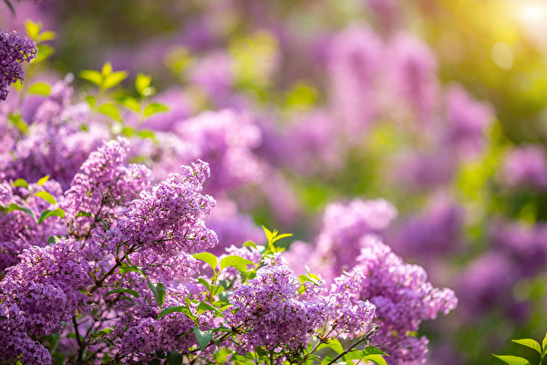 Cây hoa Đinh hương (Syringa). (Ảnh: Shutterstock)