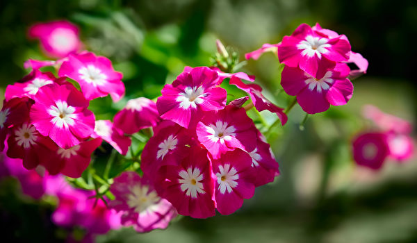 Hoa Thiên lam tú cầu (Phlox). (Ảnh: Shutterstock)