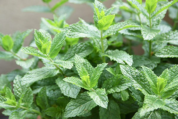 Cây Bạc hà (Mentha).(Ảnh: Shutterstock)