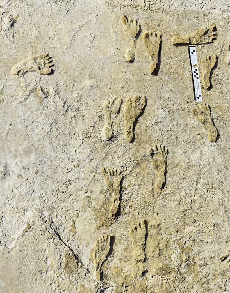 Dấu chân hóa thạch được tìm thấy ở New Mexico, Hoa Kỳ. (Ảnh: NPS/AP)