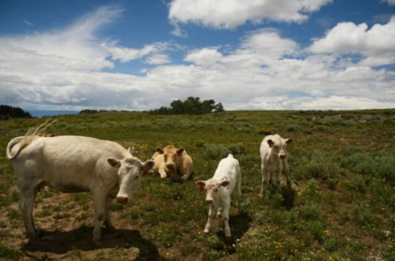 Thịt bò đâu cả rồi? Số lượng gia súc ở Hoa Kỳ giảm xuống mức thấp nhất trong nhiều thập niên
